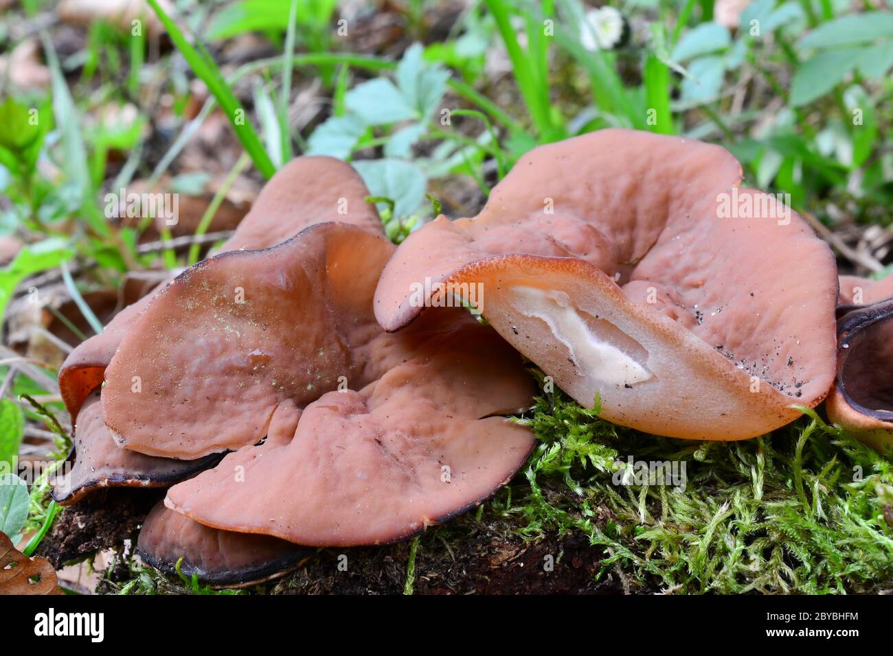 Disciotis venosa, commonly known as the bleach cup, veiny cup fungus, or the cup morel, considered edible spring mushroom in natural habitat, close up Stock Photo