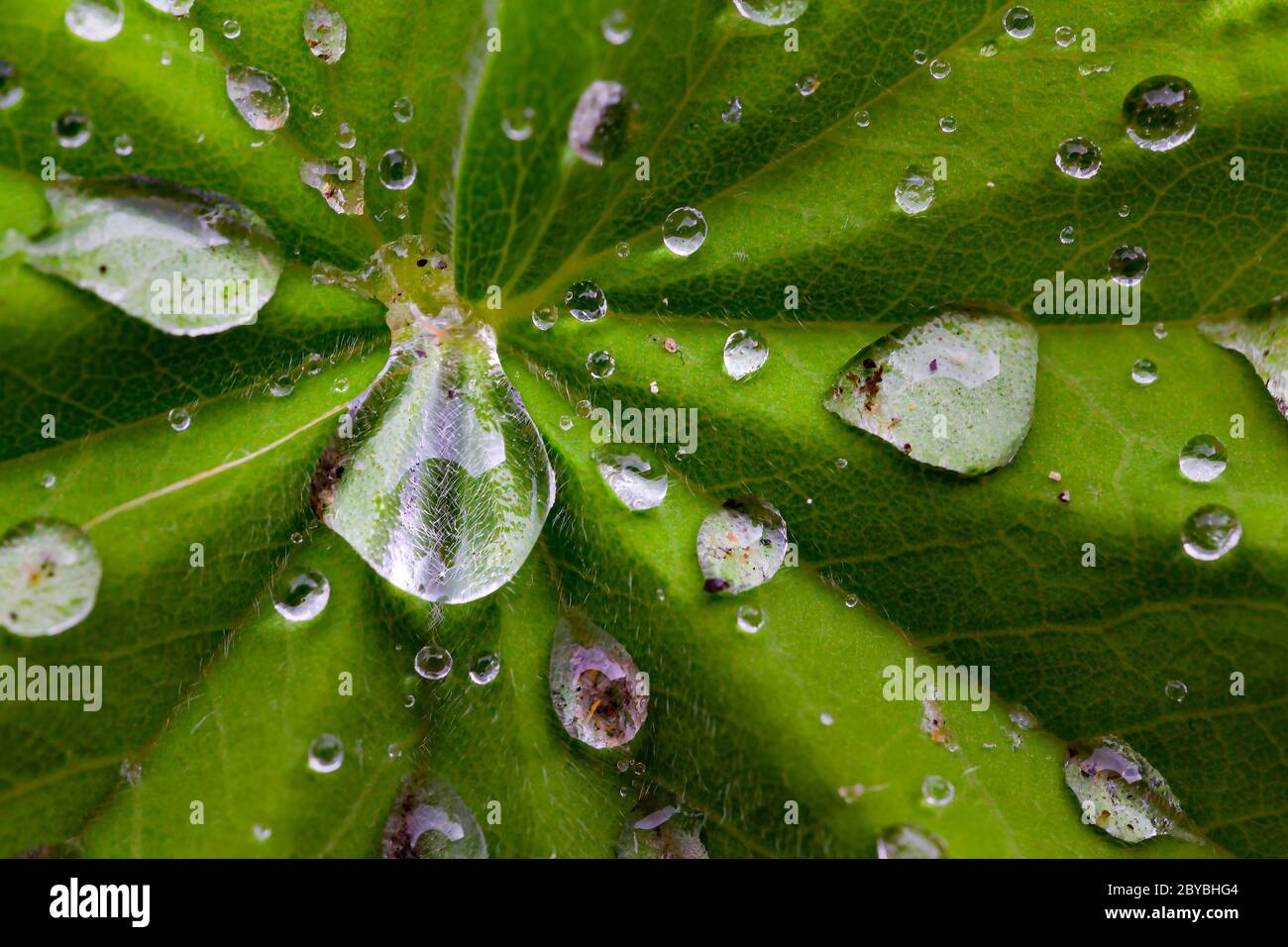 Close up of a rain soaked leaf of Alchemilla Mollis, or Lady's Mantle Stock Photo
