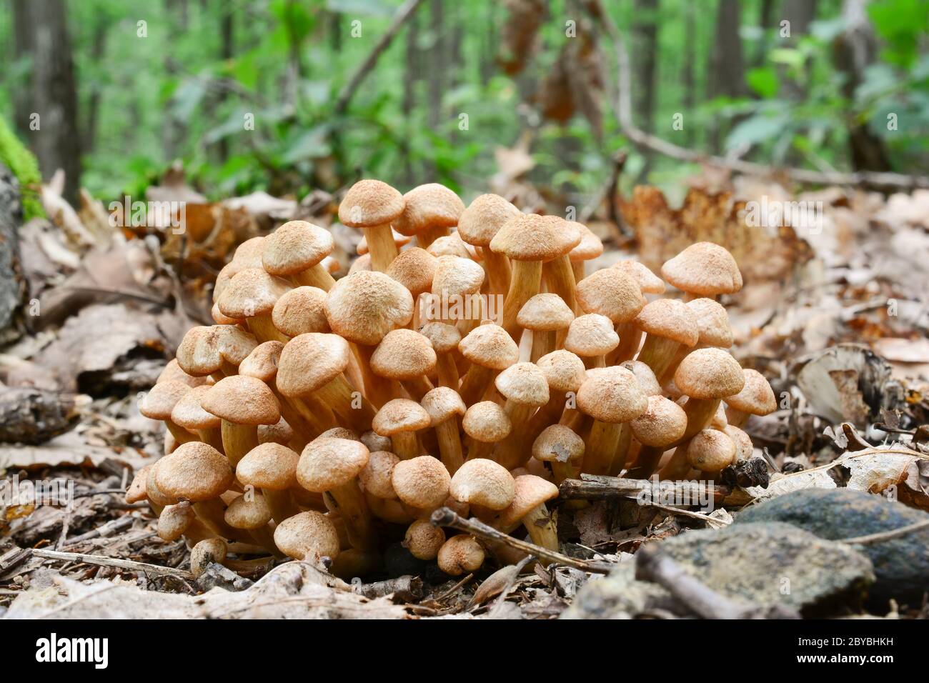 Cluster of very young specimen of Armillaria tabescens or Ringless Honey Fungus in oak forest, close up view, horizontal orientation Stock Photo