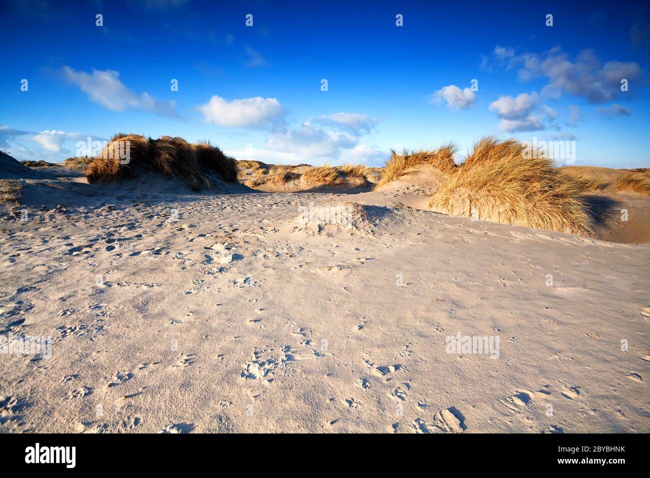 sand dunes on beach in Ijmuiden, Holland Stock Photo - Alamy