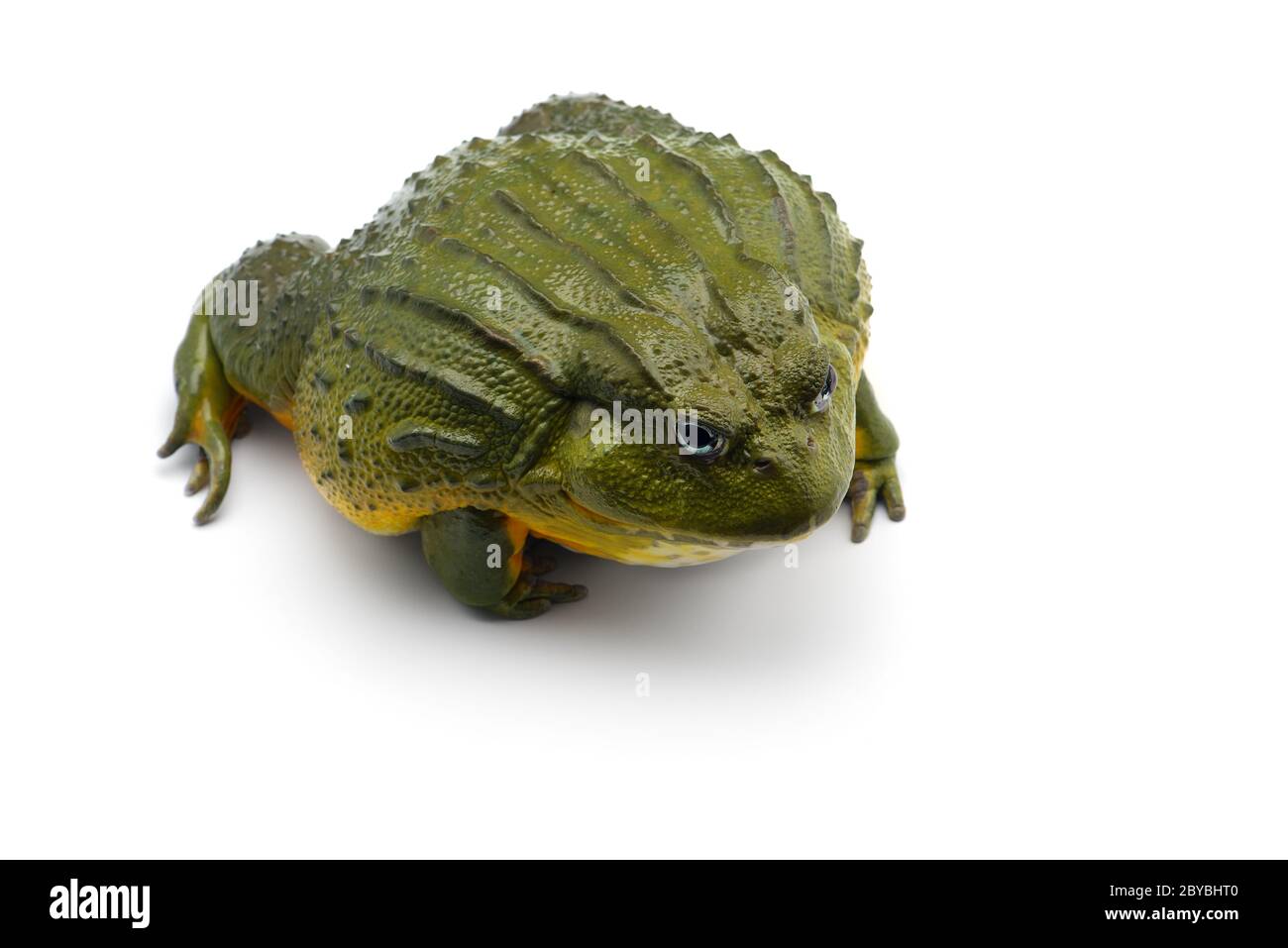 The African bullfrog isolated on white background Stock Photo - Alamy