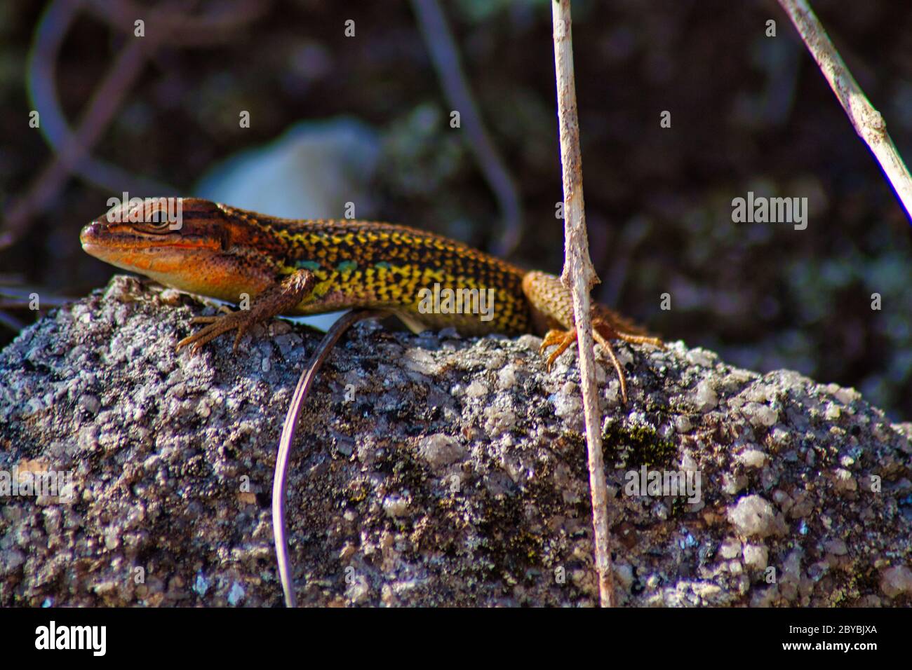 Green lizard from Galicia on a rock. Pordacis bocagei. Lagarta galega Stock Photo