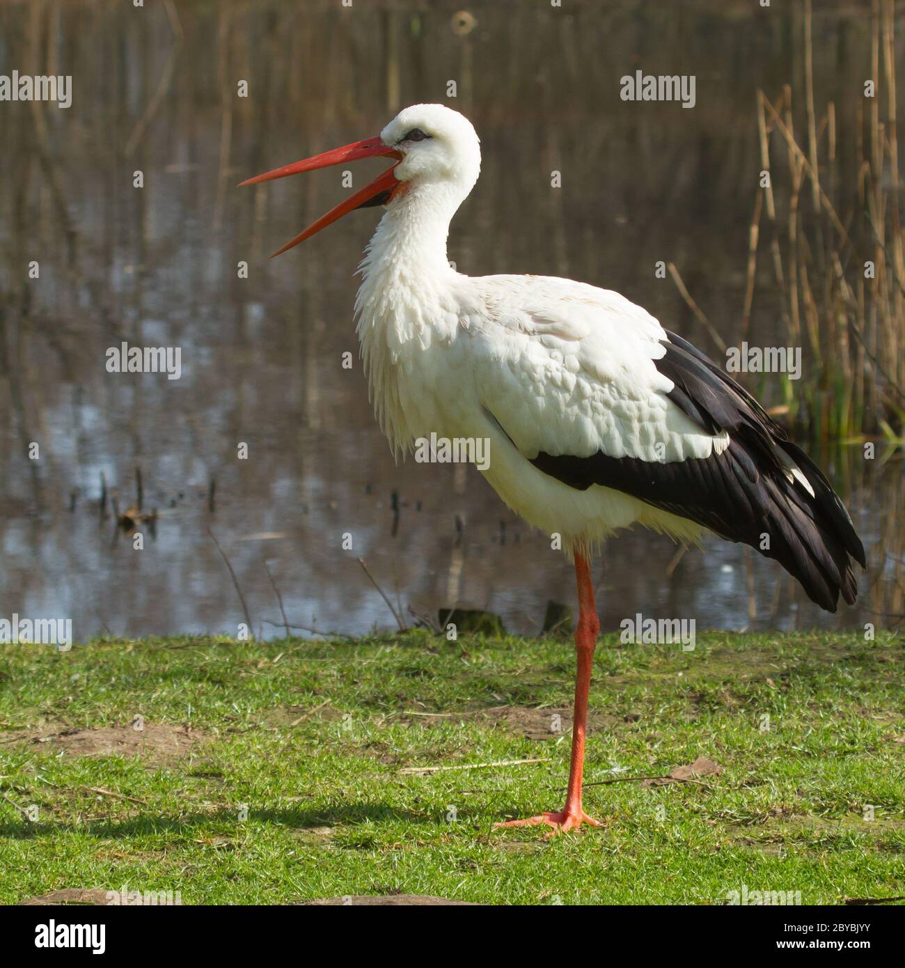 Storks Rabbit A stork in its natural habitat Stock Photo - Alamy