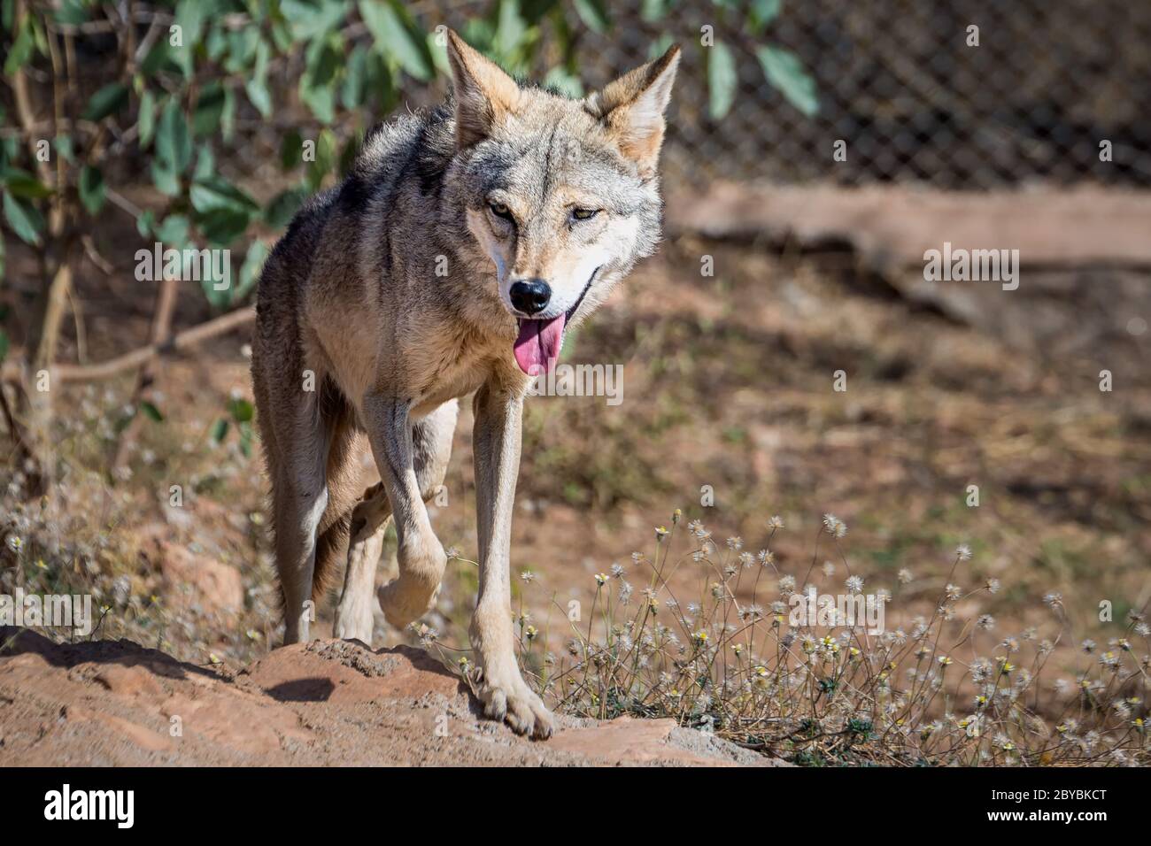 Grey wolf at the zoo Udaipur, India Stock Photo - Alamy