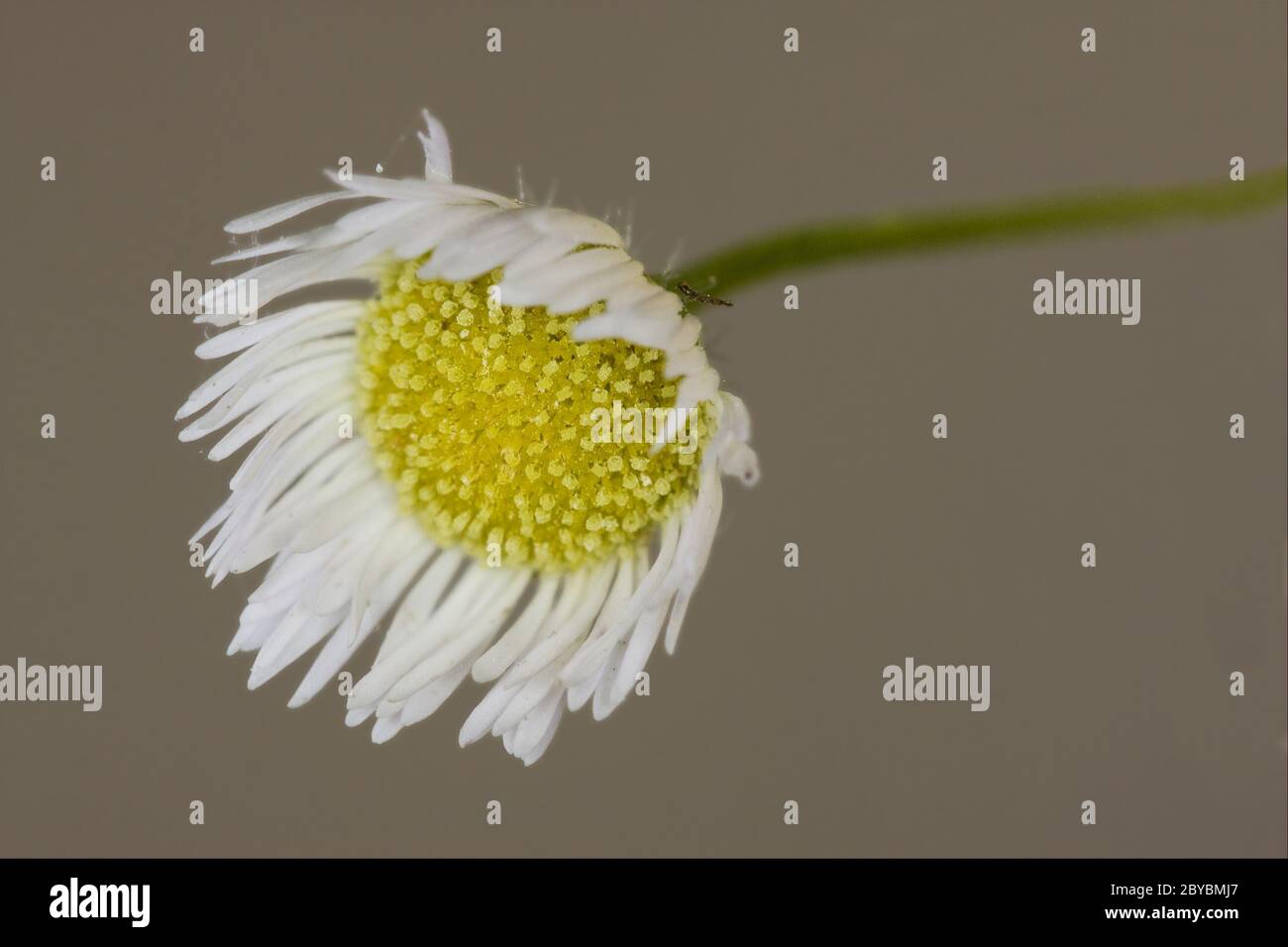 macro of a yellow white daisy Stock Photo