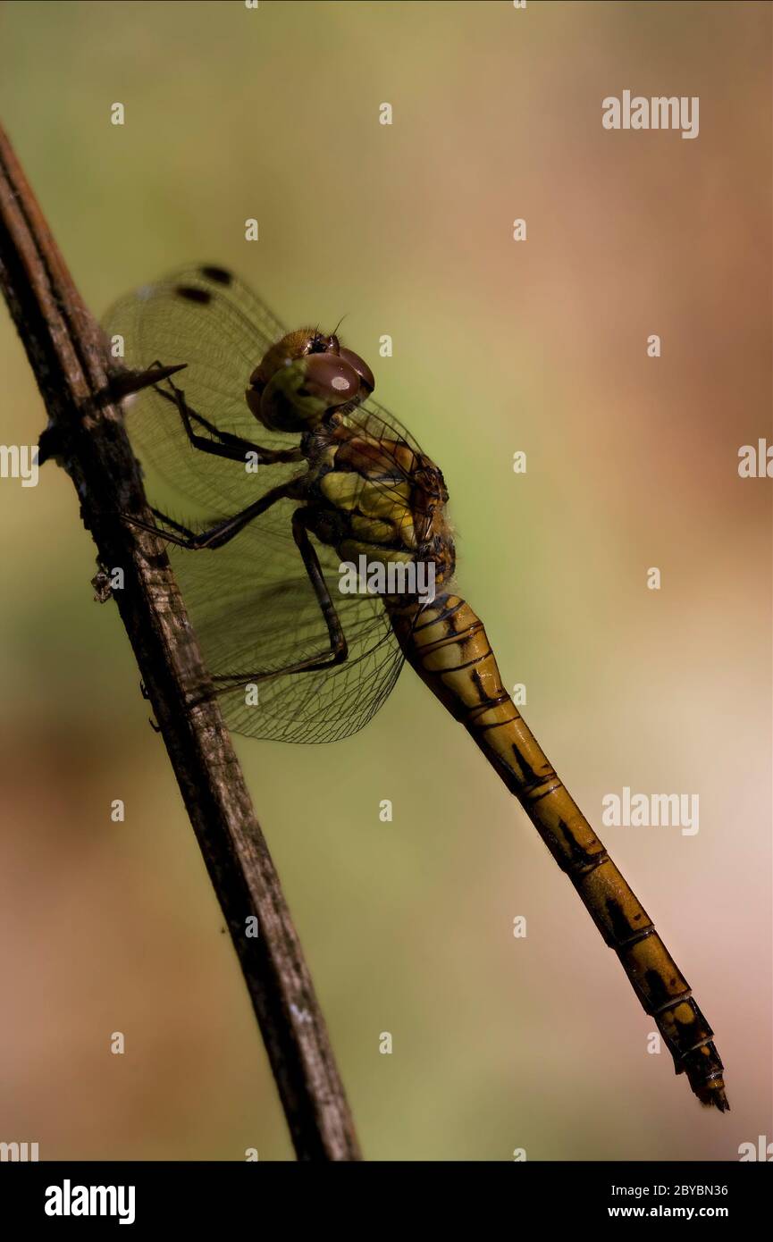 side of wild yellow black dragonfly on Stock Photo - Alamy
