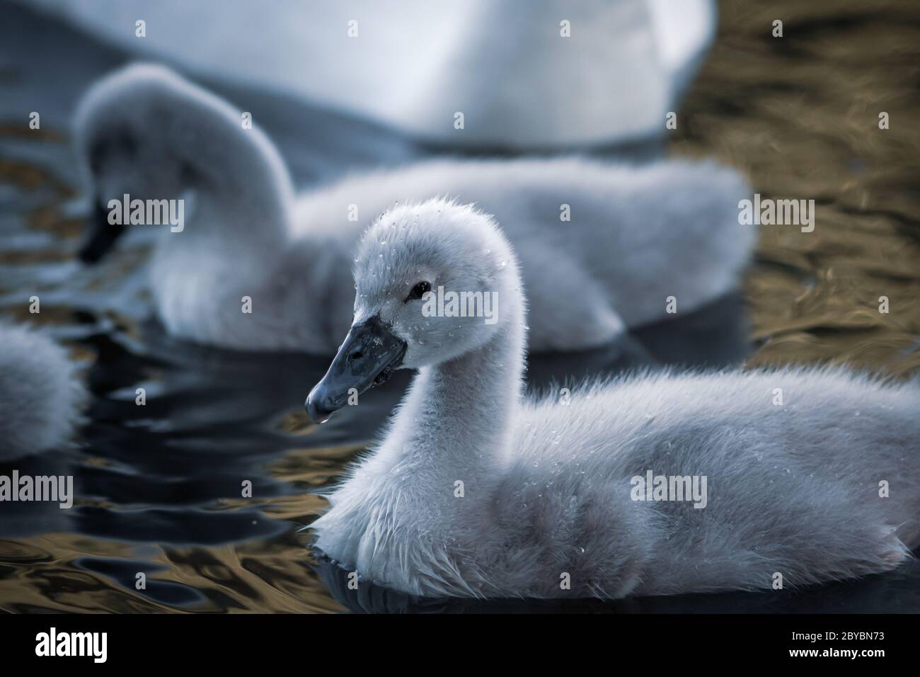 chicks of a white swan playing the pond water close up selective focus blur background Stock Photo