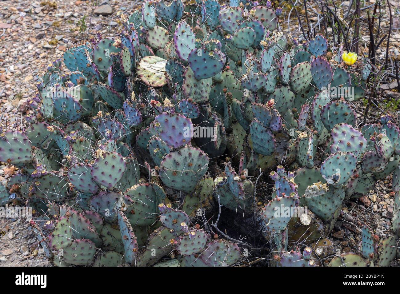 Flowering Prickly Pear Cactus found on the Chihuahuan Desert Nature Trail in Big Bend National Park Stock Photo