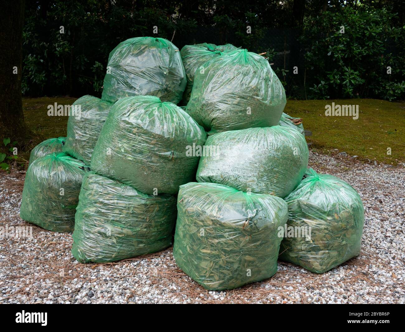 https://c8.alamy.com/comp/2BYBR6P/group-of-green-clear-plastic-bags-filled-with-organic-waste-from-garden-and-yard-2BYBR6P.jpg