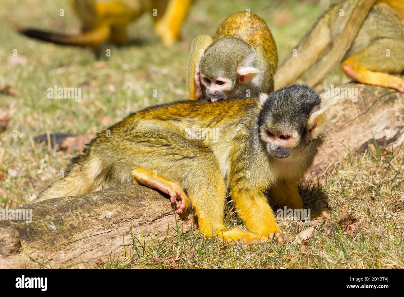 Squirrel Monkey washing another Squirrel Monkey Stock Photo - Alamy