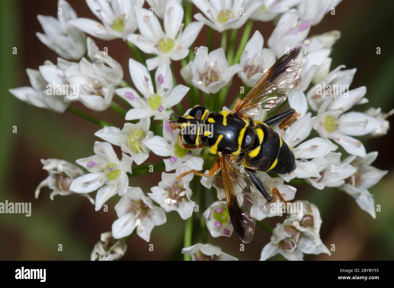 Syrphid Fly, Meromacrus acutus, female foraging on Meadow Garlic, Allium canadense Stock Photo