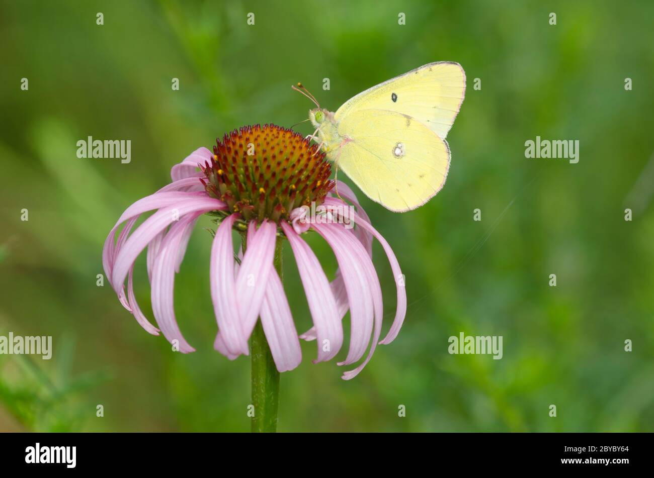 Clouded Sulphur, Colias philodice, nectaring from purple coneflower, Echinacea angustifolia Stock Photo