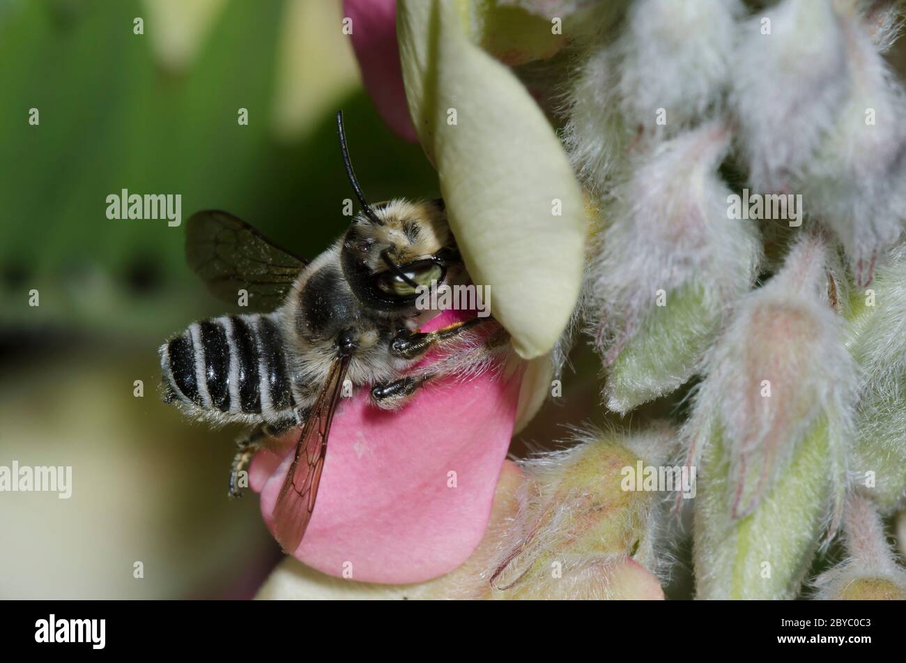 Leaf-cutter Bee, Megachile sp., foraging on Goat's Rue, Tephrosia virginiana Stock Photo