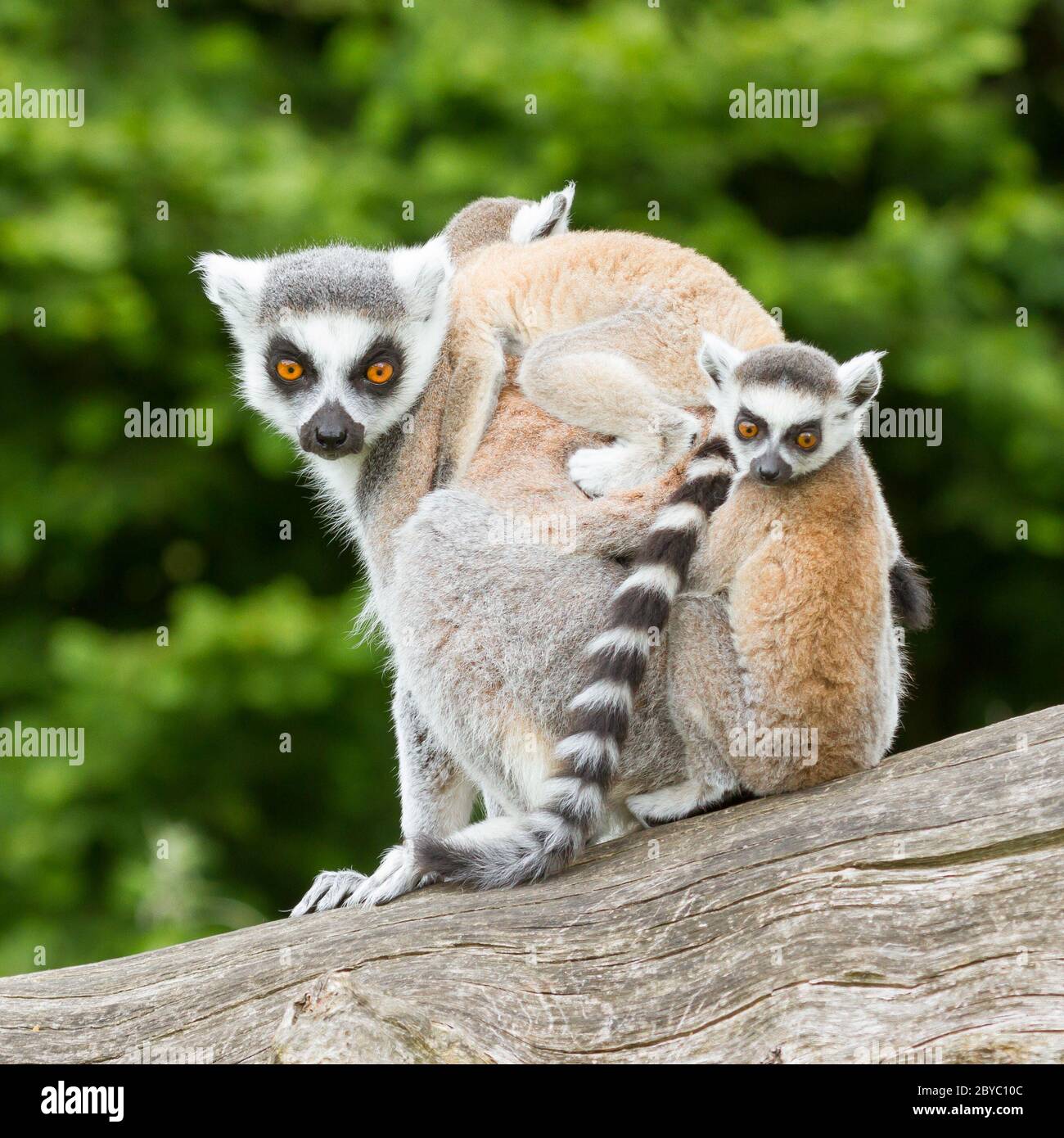 Ring-tailed lemur in captivity Stock Photo - Alamy