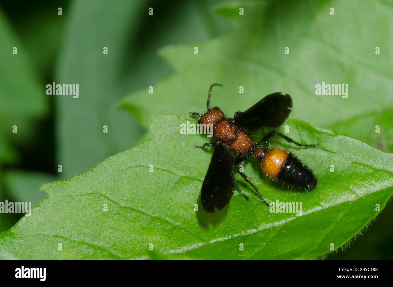 Velvet Ant, Sphaeropthalma pensylvanica, male Stock Photo