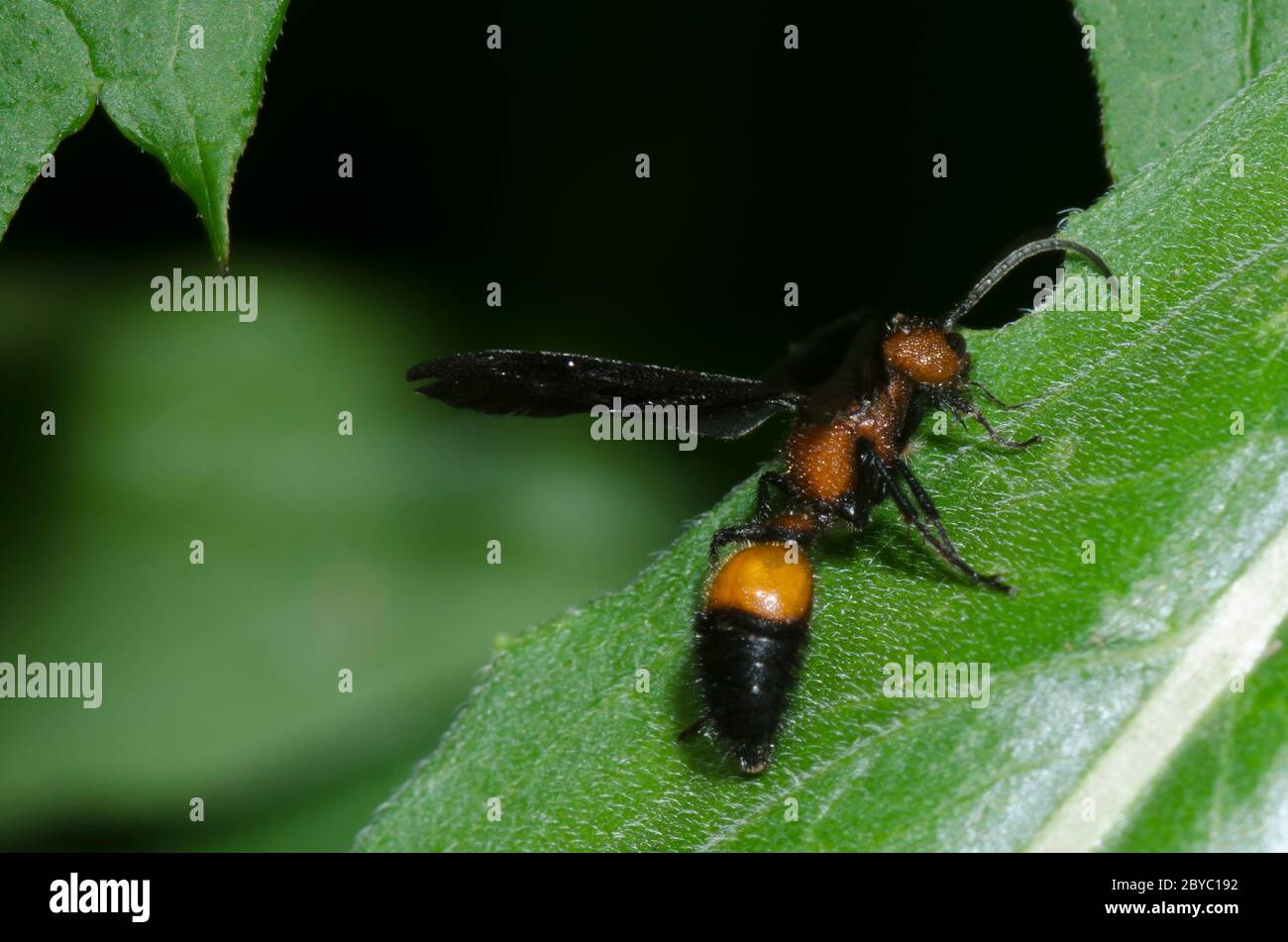 Velvet Ant, Sphaeropthalma pensylvanica, male Stock Photo