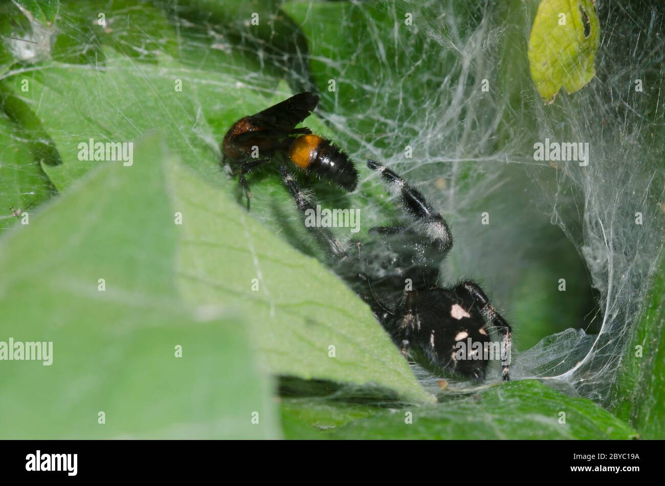 Velvet Ant, Sphaeropthalma pensylvanica, male attacked by Bold Jumping Spider, Phidippus audax, that was habitating web of funnelweb spider, Family Ag Stock Photo