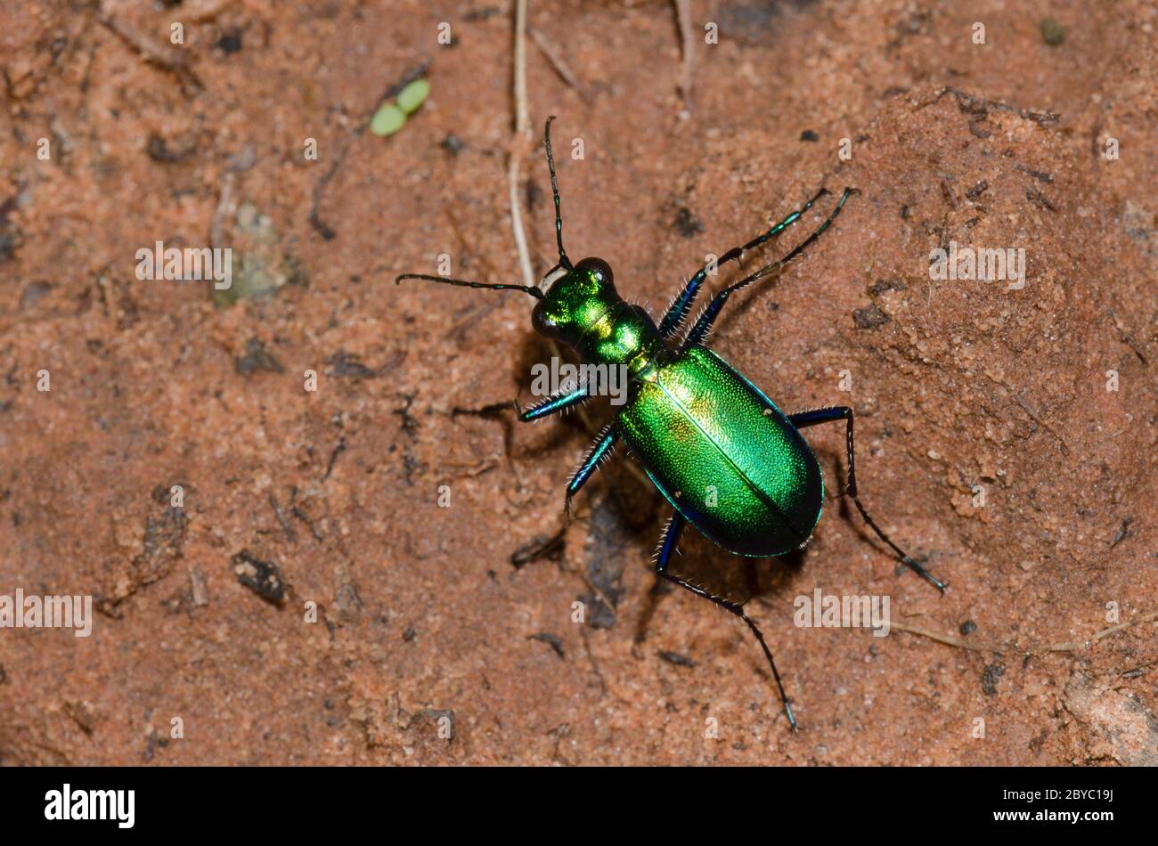 Six-Spotted Tiger Beetle, Cicindela sexguttata Stock Photo