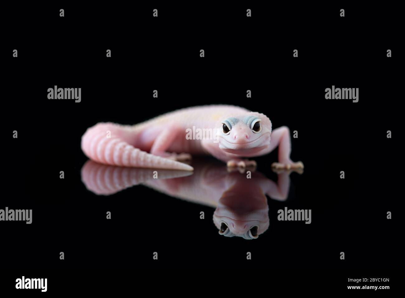 The common leopard gecko isolated on black background Stock Photo