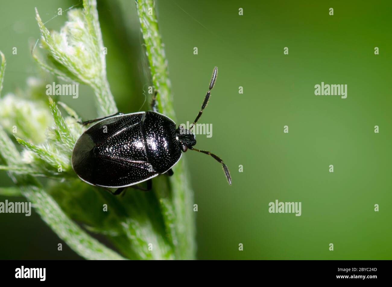 White-margined Burrower Bug, Sehirus cinctus Stock Photo - Alamy