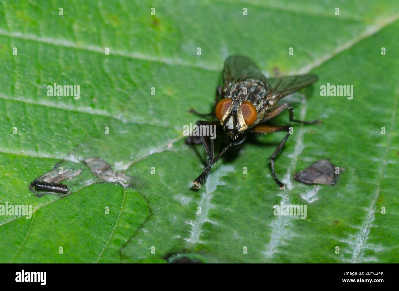 Flesh Fly, Family Sarcophagidae, probing bird dropping Stock Photo Alamy