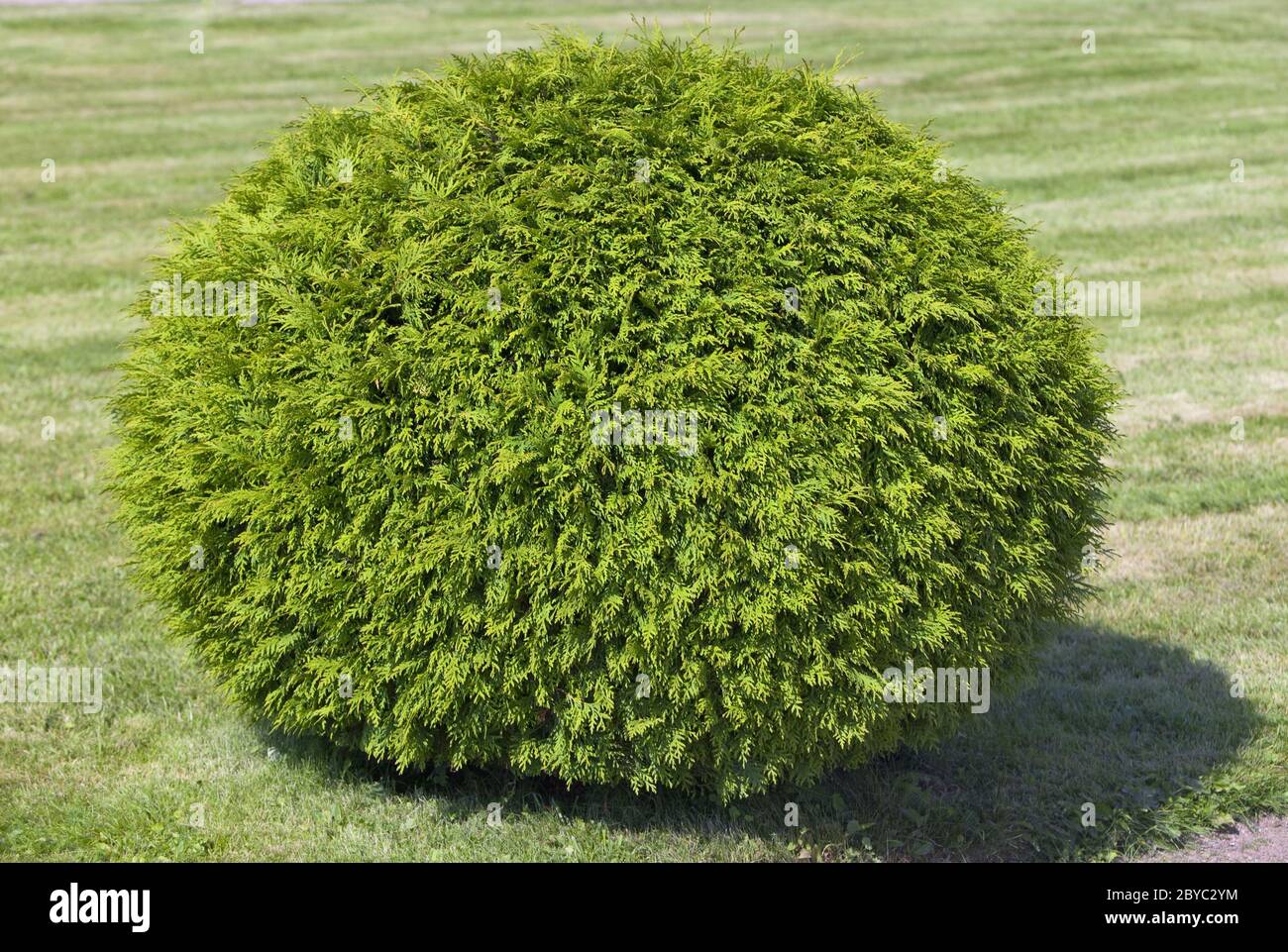 Bush of cypress, cut in the form of a  sphere Stock Photo