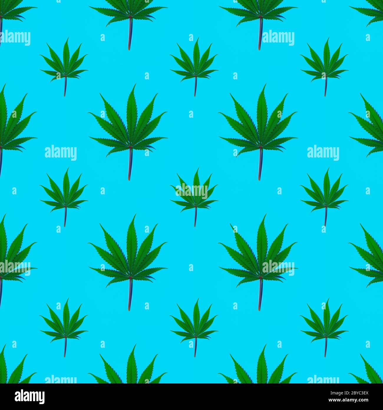 Seamless pattern of cannabis fresh green leaf on a plain background, Stock Photo
