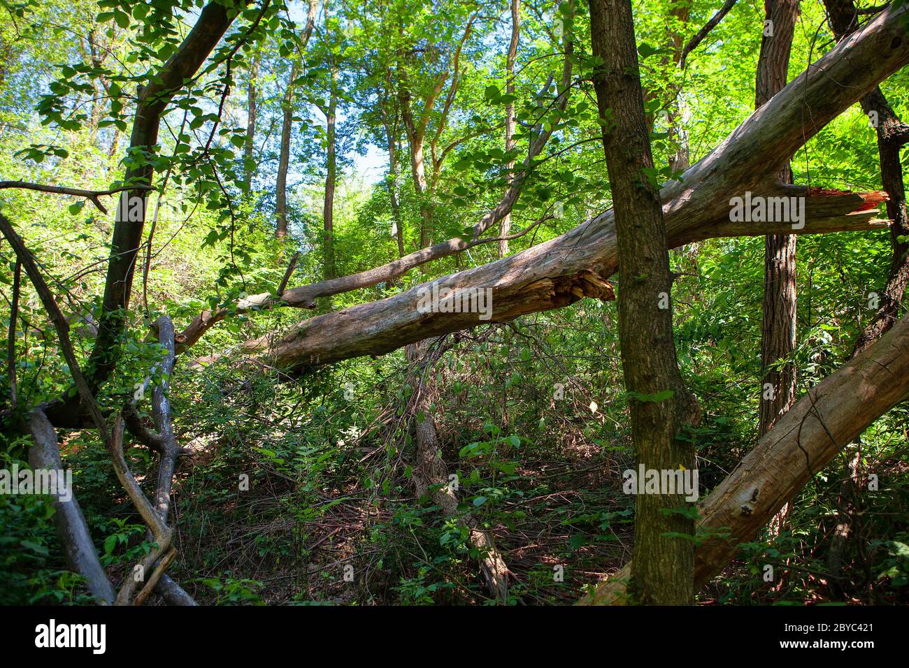 broken trees in the forest , woodland after the storm Stock Photo - Alamy