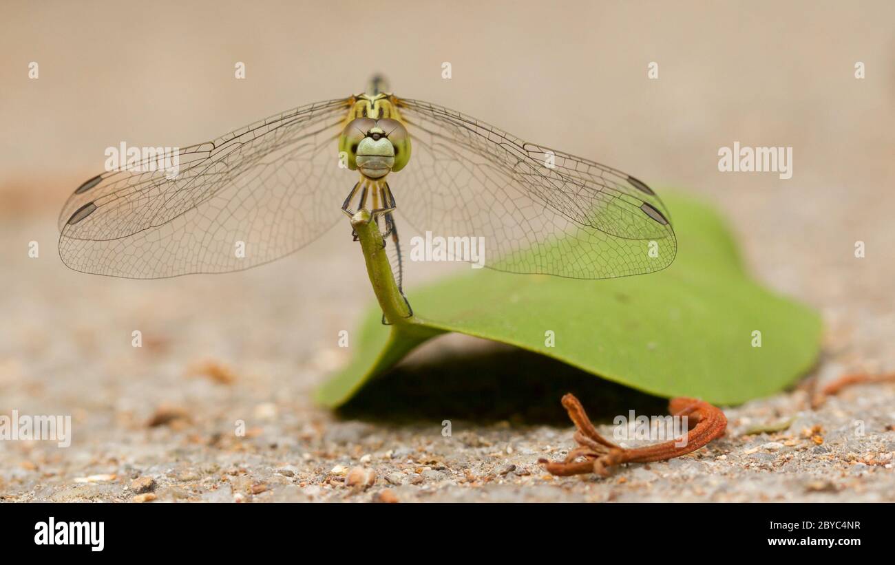 Dragonfly on a leaf Stock Photo
