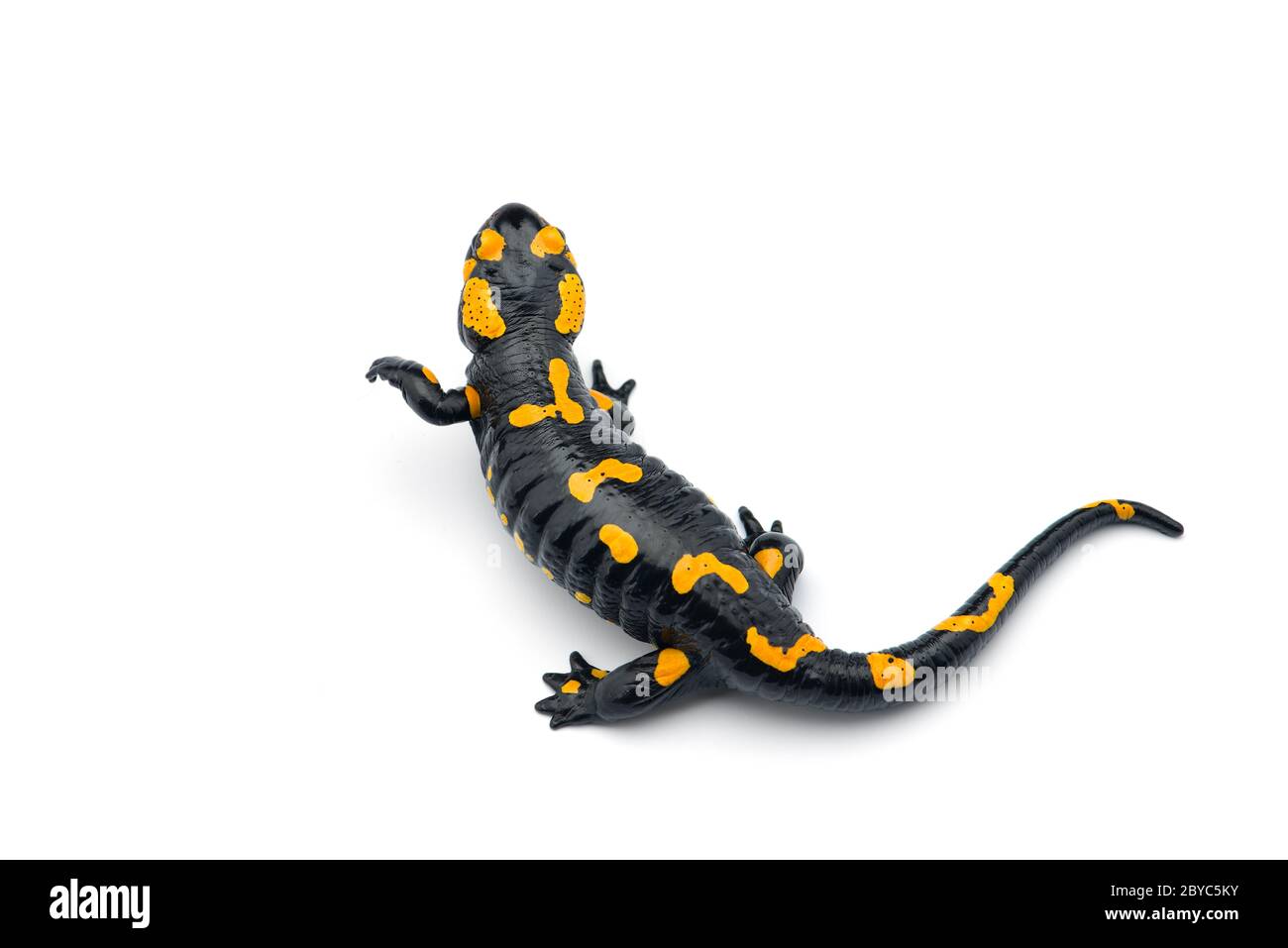 The fire salamander isolated on white background Stock Photo - Alamy