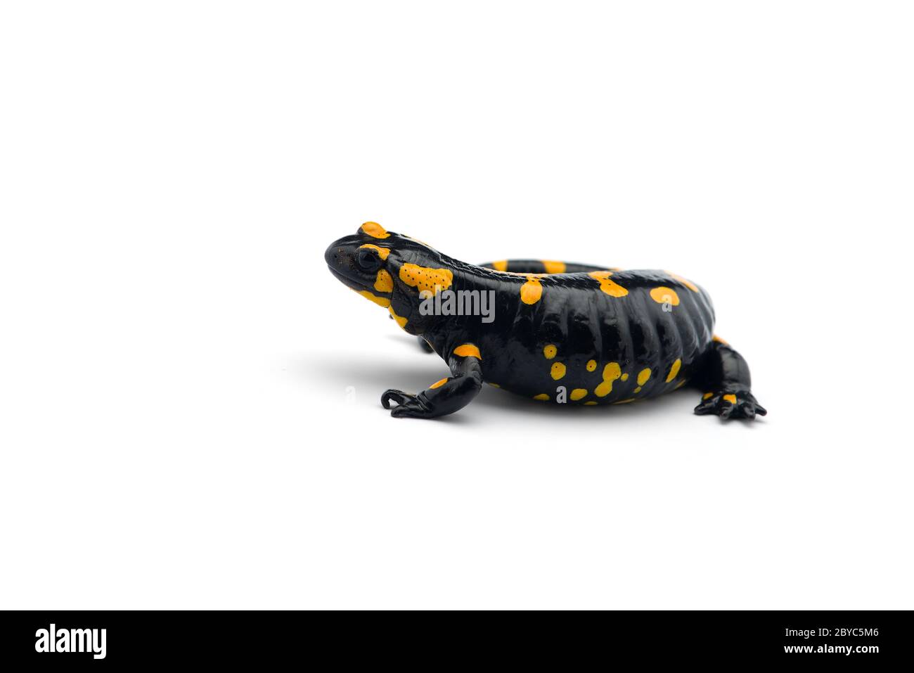 The fire salamander isolated on white background Stock Photo - Alamy