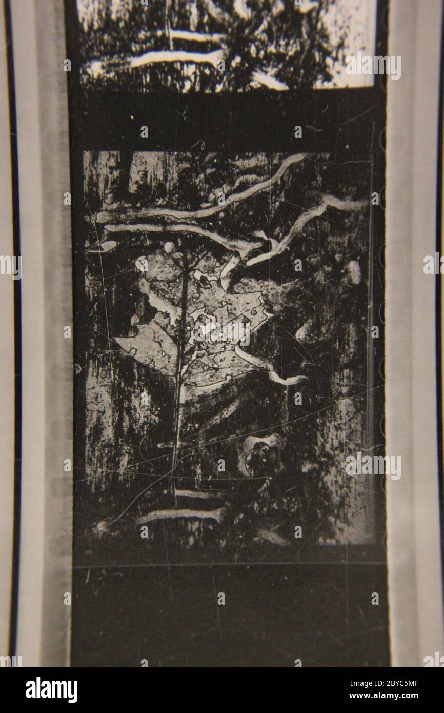 Fine 1970s vintage black and white photography of the beauty of nature ...