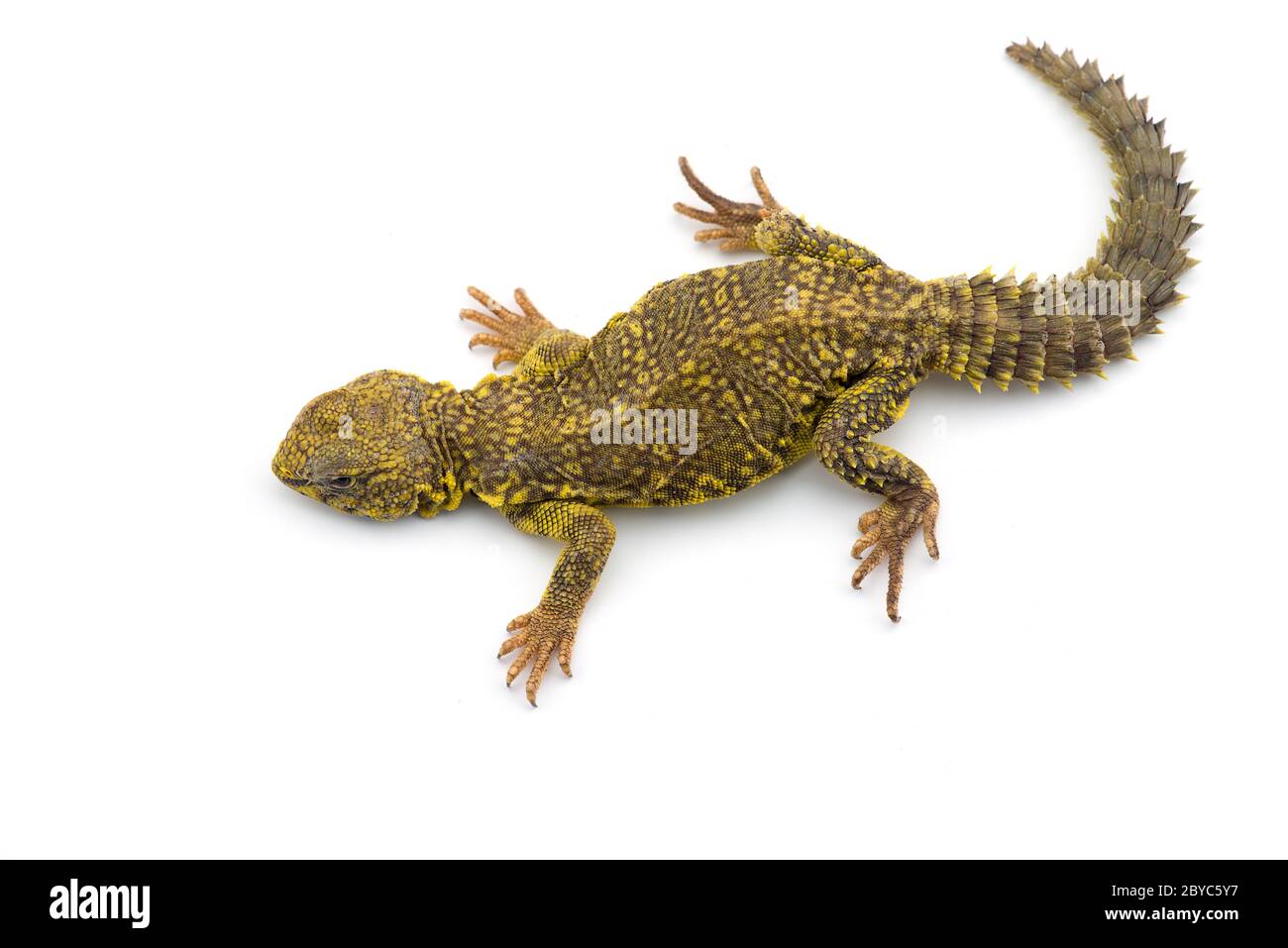 Spiny-tailed Lizard isolated on white background Stock Photo