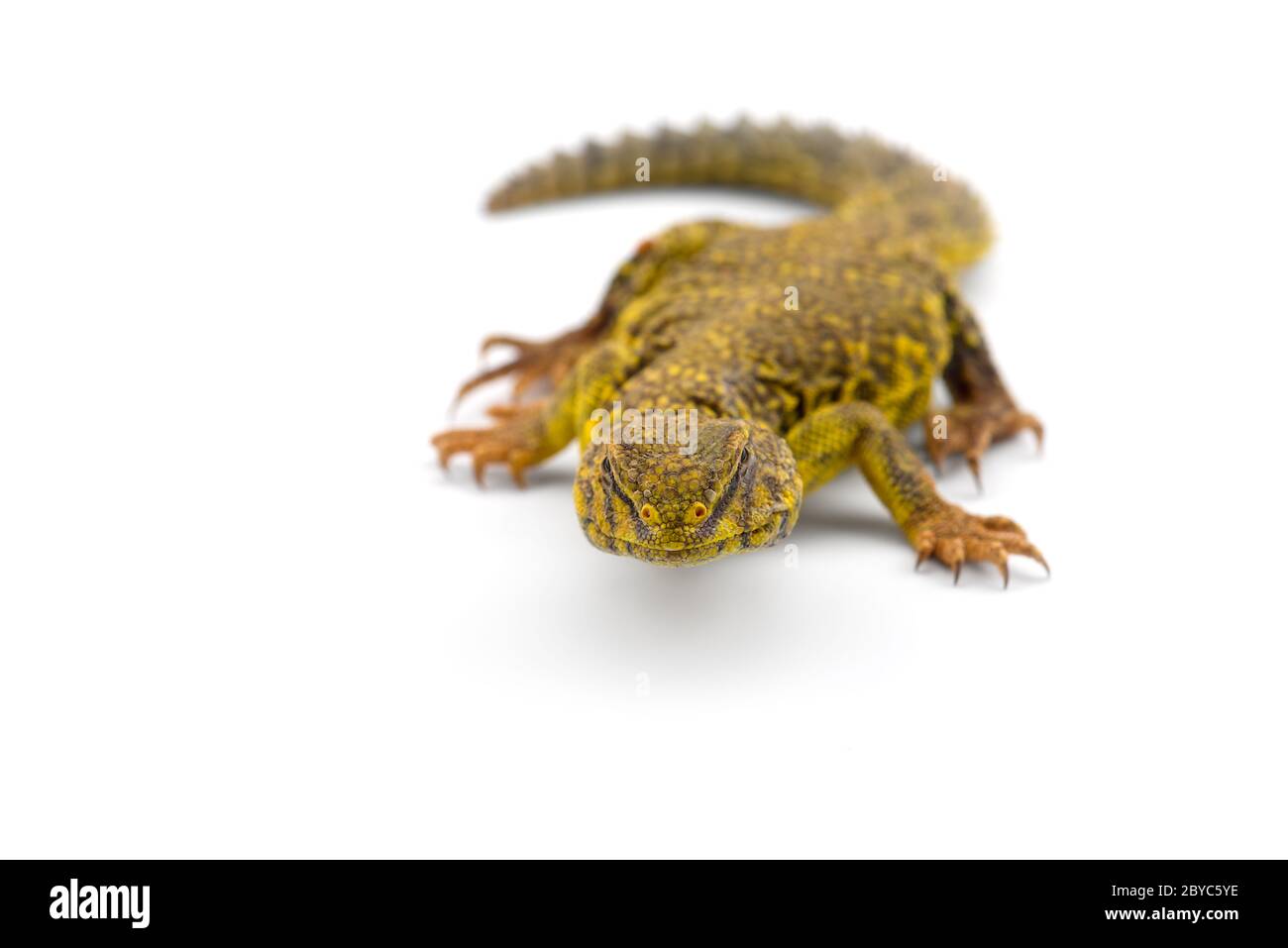 Spiny-tailed Lizard isolated on white background Stock Photo