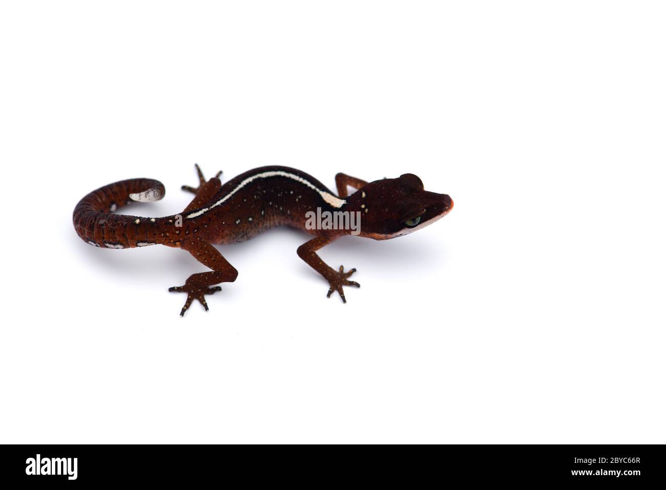 The cat gecko isolated on white background Stock Photo - Alamy