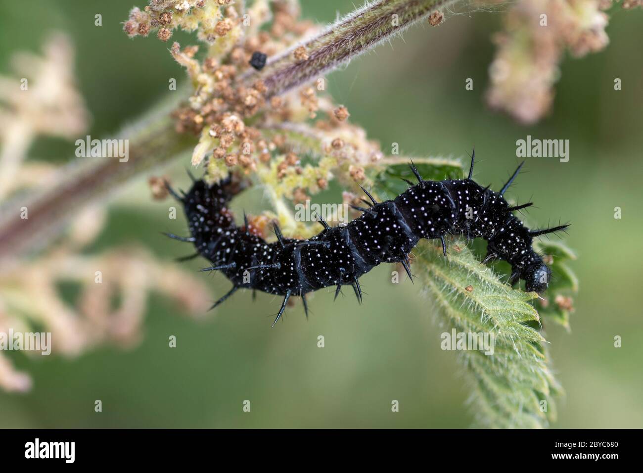 Nettles butterfly hires stock photography and images Alamy