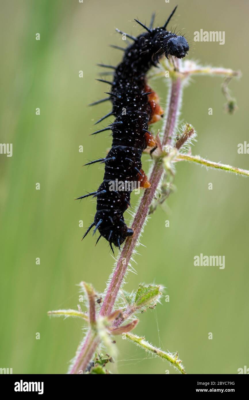 Peaccock butterfly (Aglais io) caterpillar eating common nettles (Urtica dioica) Stock Photo
