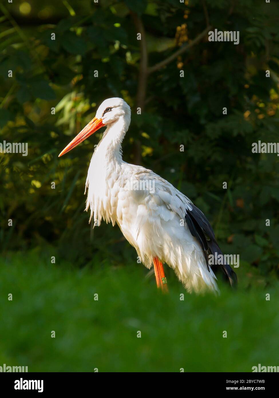 Storks Rabbit Stork in its natural habitat Stock Photo - Alamy