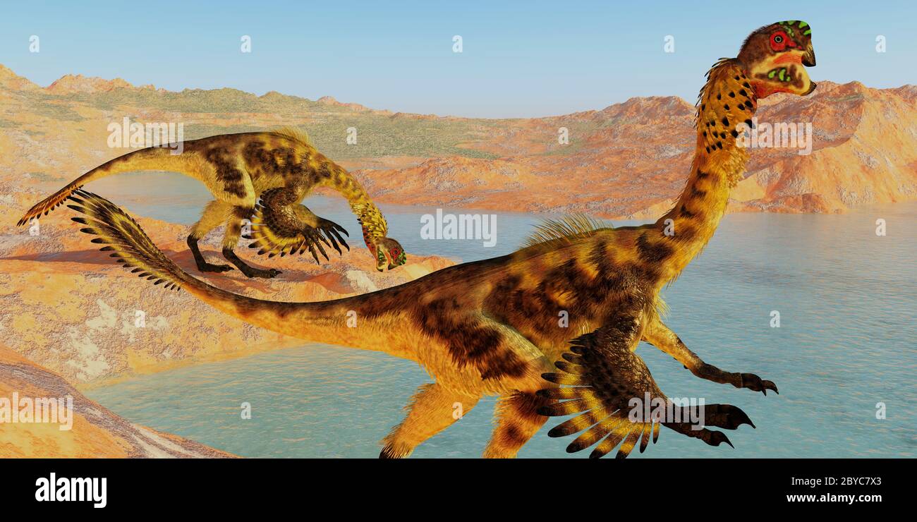 Citipati Dinosaurs - Citipati was a feathered velociraptor dinosaur that lived in the Cretaceous Period of Mongolia. Stock Photo