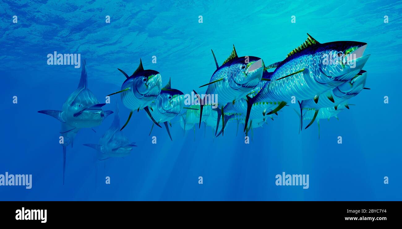 Predatory Blue Marlin chase after an undersea school of Yellowfin Tuna fish in the Atlantic ocean. Stock Photo