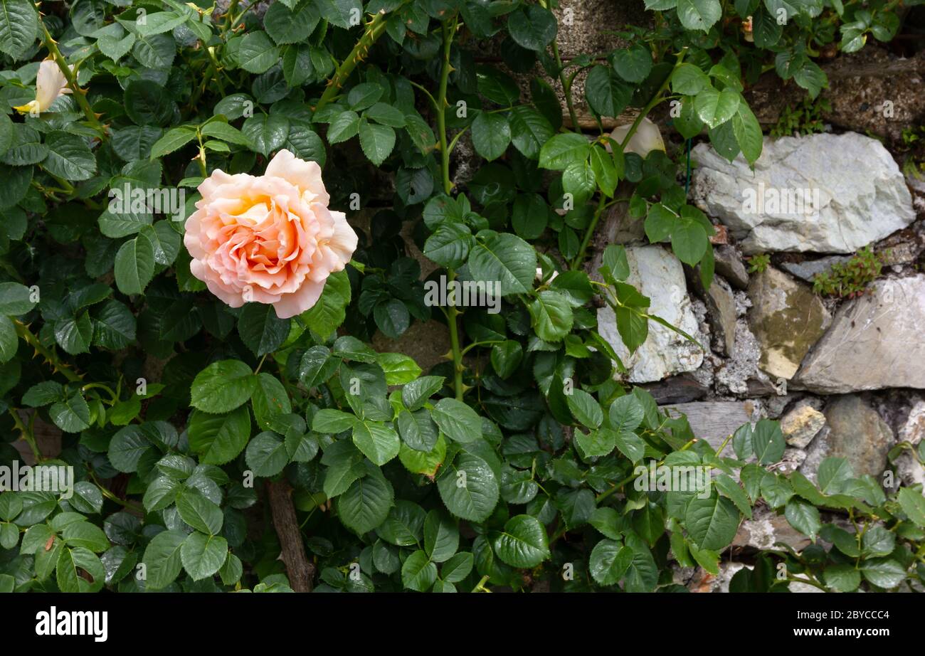 Climbing Rose Flower High Resolution Stock Photography and Images - Alamy