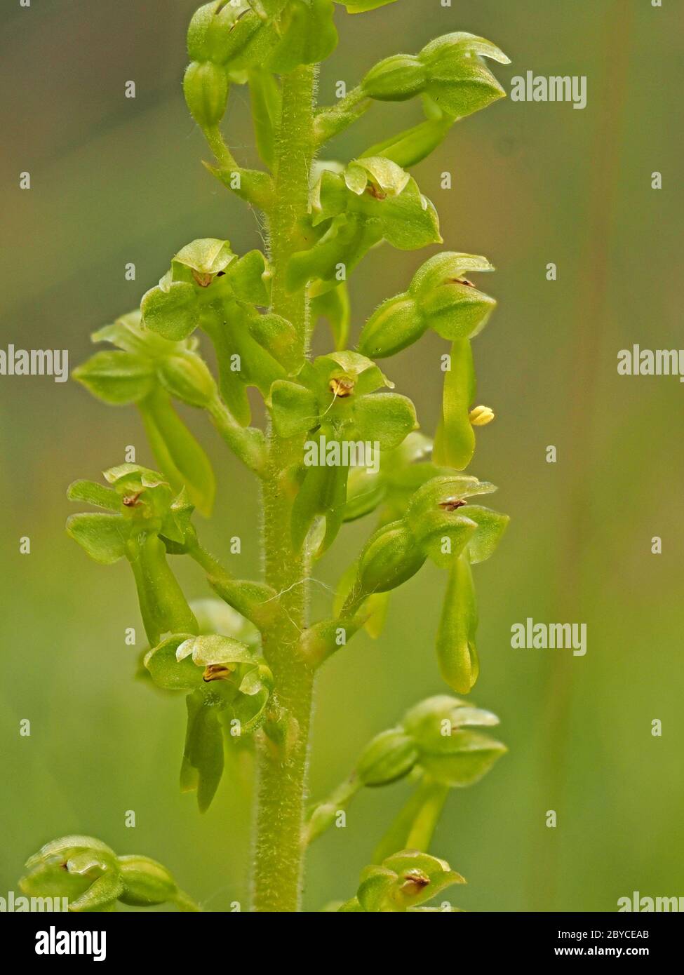 detail of delicate green flowers of Common Twayblade orchid (Neottia ovata) at colony in Lancashire, England UK Stock Photo