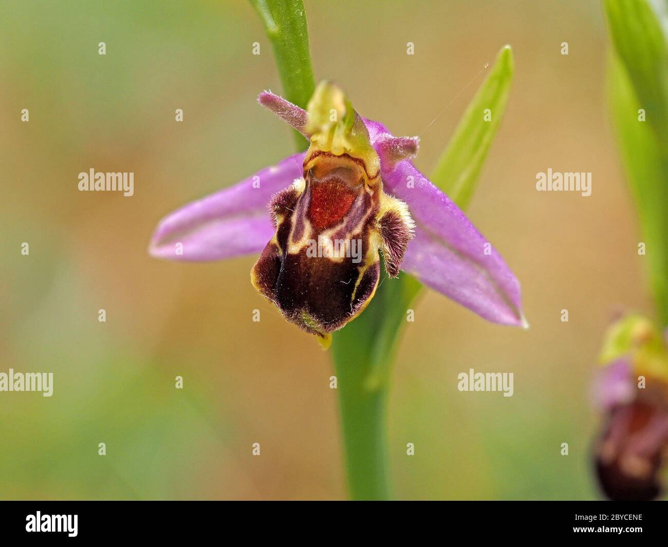 single flower of velvety insect mimic Bee Orchid (Ophrys apifera) at small colony showing many