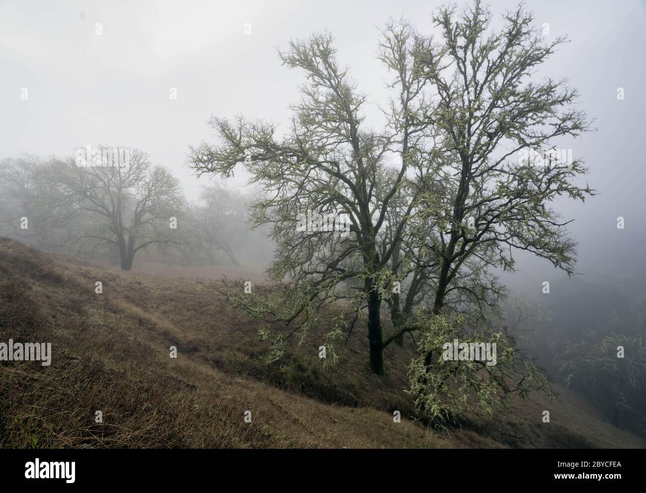 oak trees in a foggy morning in the hills outside of Ukiah, CA Stock Photo