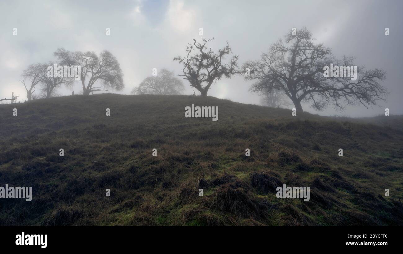 Oak trees stand watch over the rolling hills outside of Ukiah, CA on a foggy morning. Stock Photo