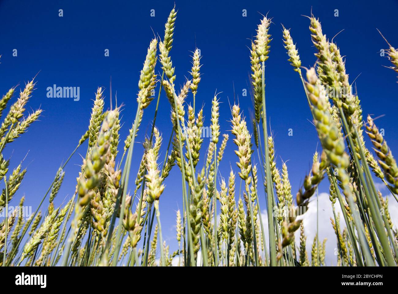 Ears of wheat on sky background Stock Photo - Alamy