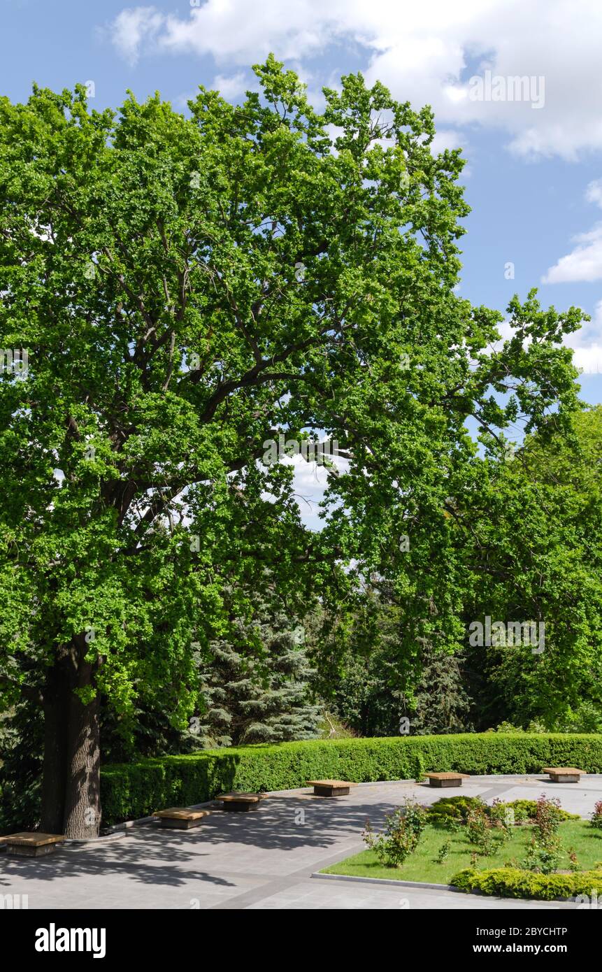 Beautiful huge oak tree hi-res stock photography and images - Alamy