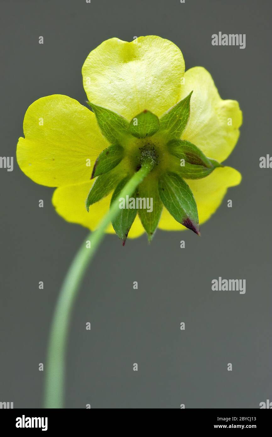 rear macro close up of a yellow geum urbanum rosacee Stock Photo