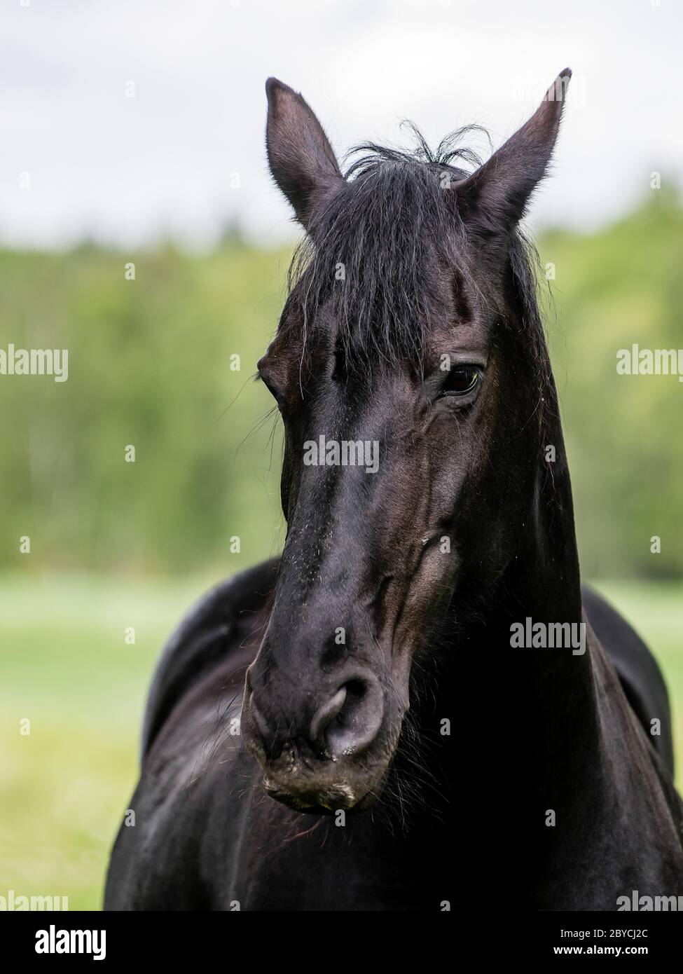 Portrait of a Friesian Horse named Harmony in an enclosed pasture in Uppland, Sweden Stock Photo