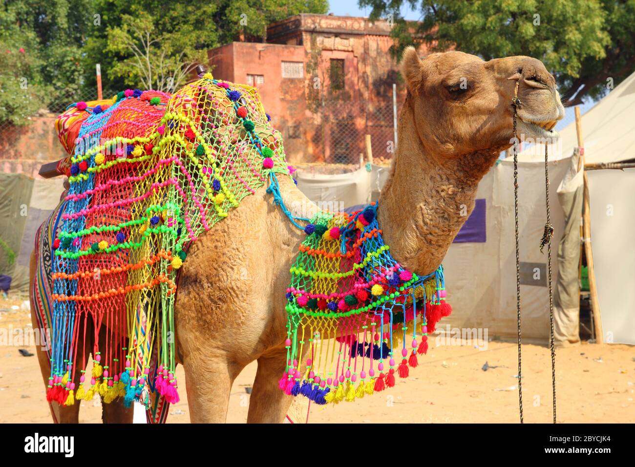 decorated camel during festival in Pushkar India Stock Photo